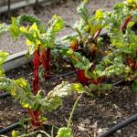 Beets growing in a community garden