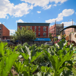 Taqwa Community Farm - Bronx, NY