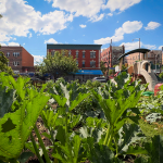 Taqwa Community Farm - Bronx, NY