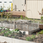 A Primer on School Gardens feature