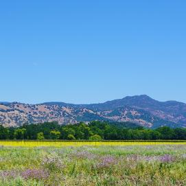 Sonoma County