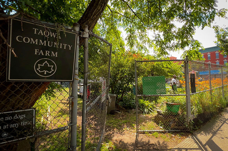 Taqwa Community Farm - Bronx, NY