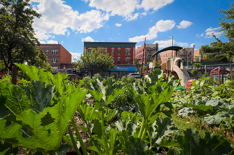 Taqwa Community Farm - Bronx, NY